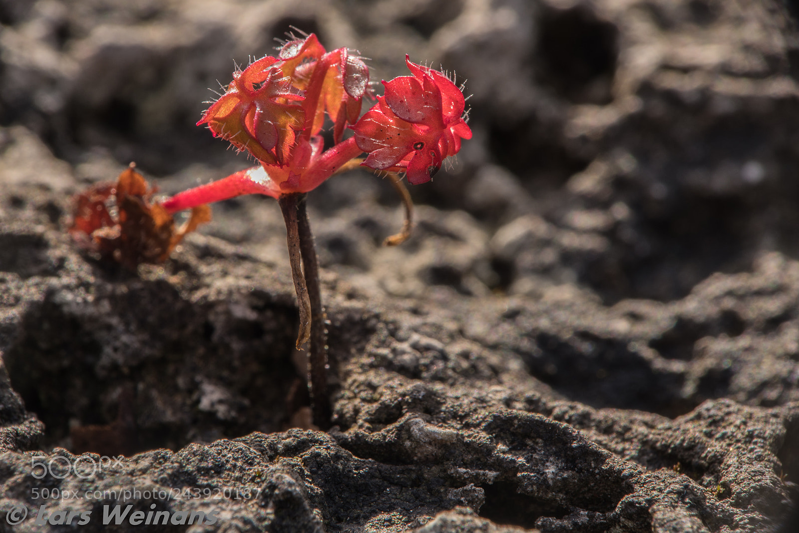 Nikon D500 sample photo. On stony ground photography
