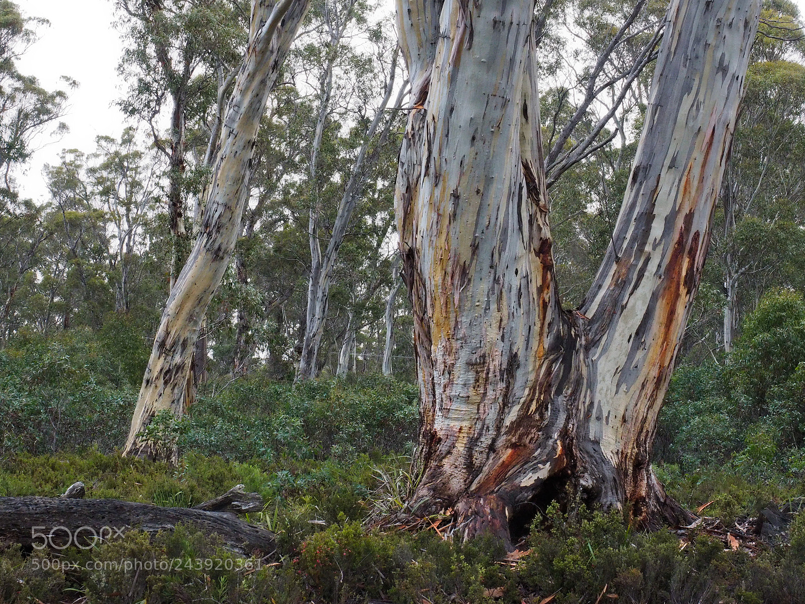 Olympus OM-D E-M10 sample photo. Tasmanian snow gum photography