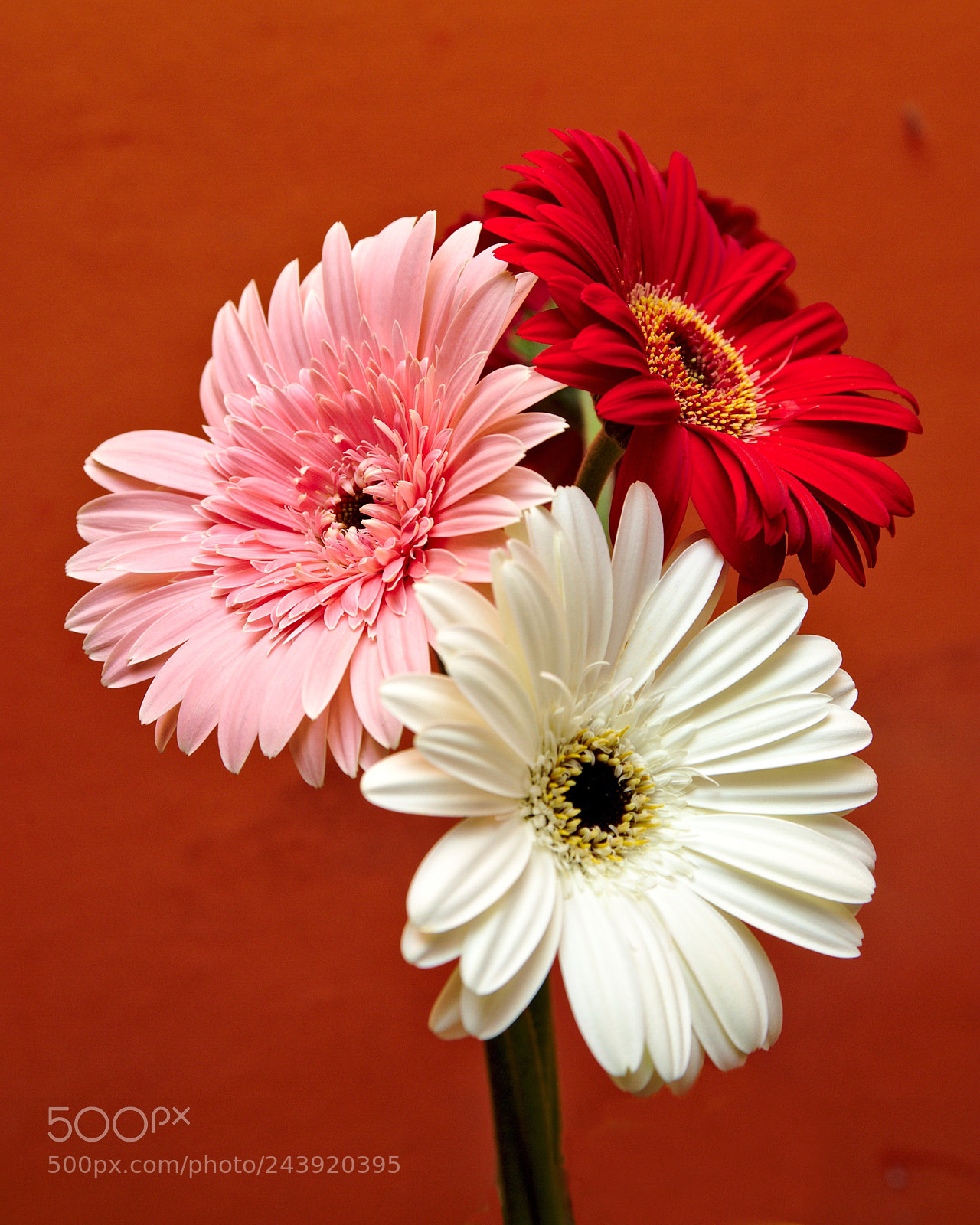 Nikon D700 sample photo. Flowers photography