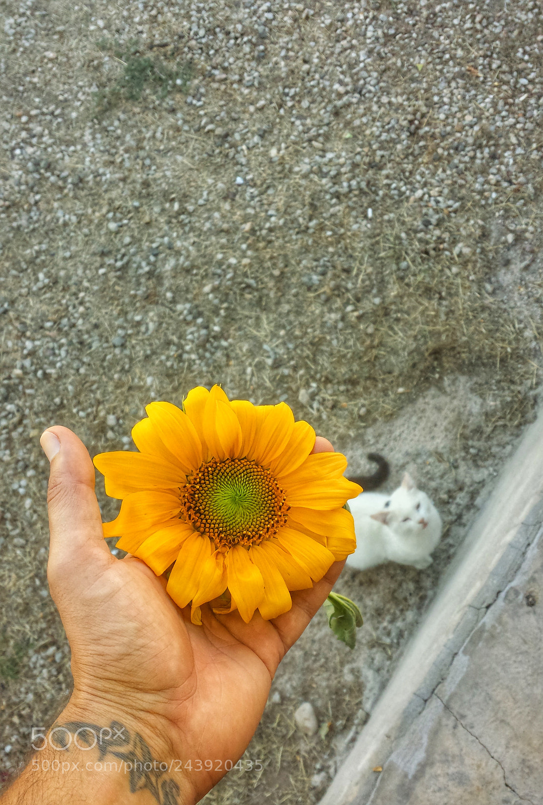 Samsung Galaxy S4 sample photo. Untitled photography