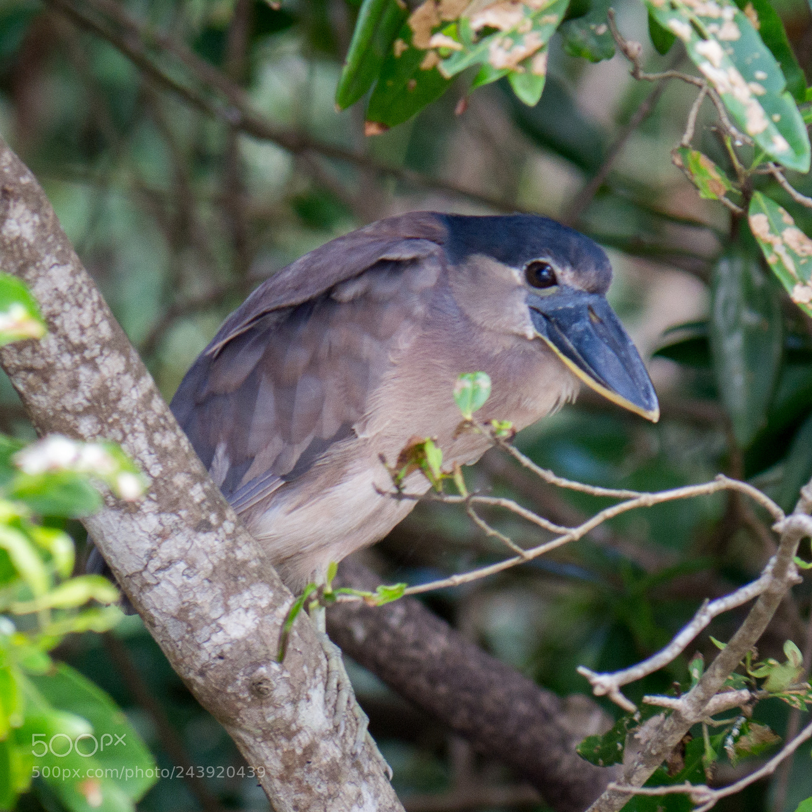 Olympus OM-D E-M10 sample photo. Boat-billed heron photography