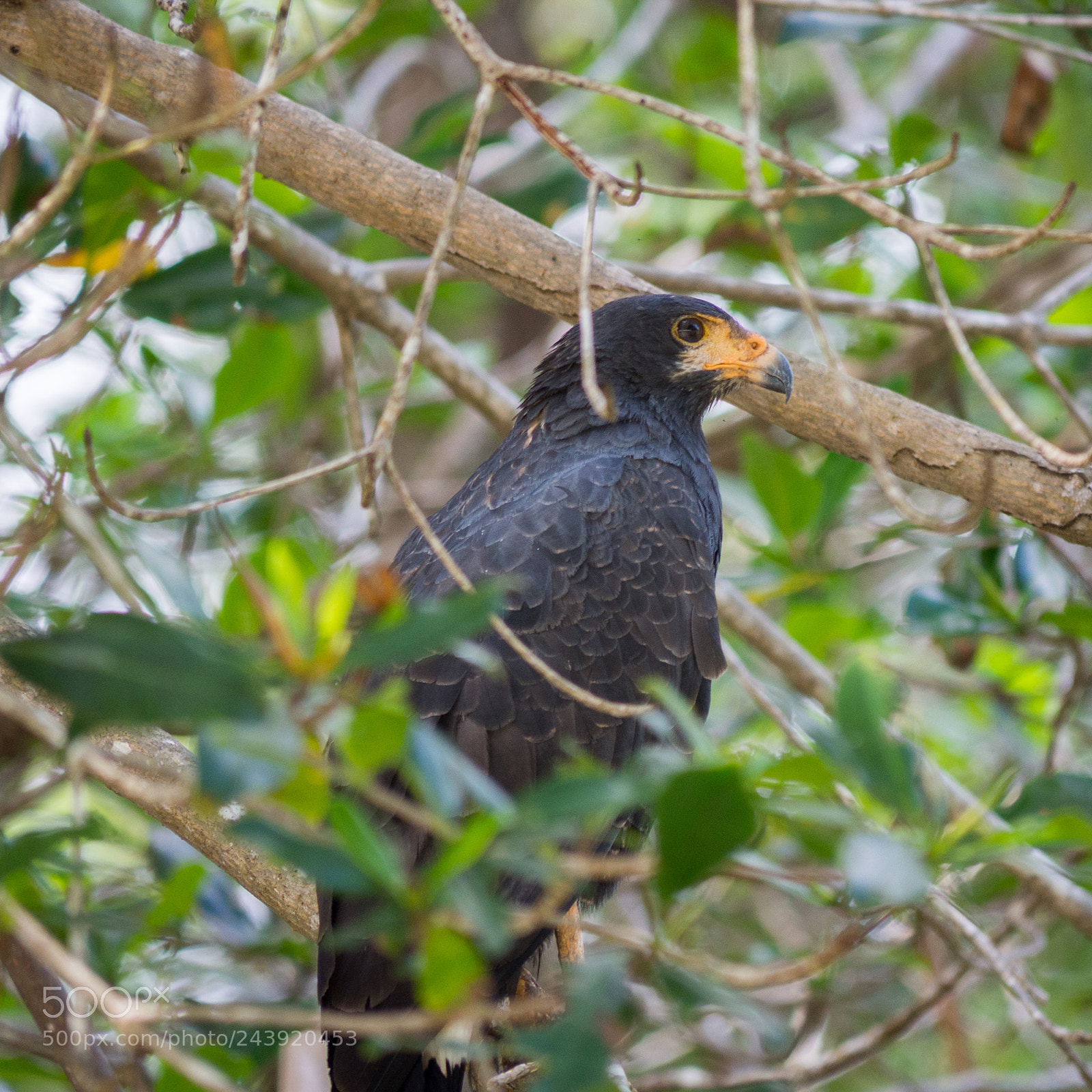Olympus OM-D E-M10 sample photo. Common black hawk photography