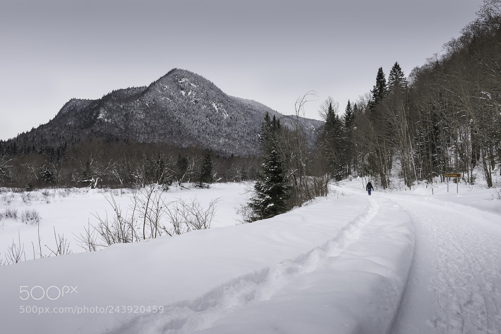 Nikon D810 sample photo. Trail in the snow photography