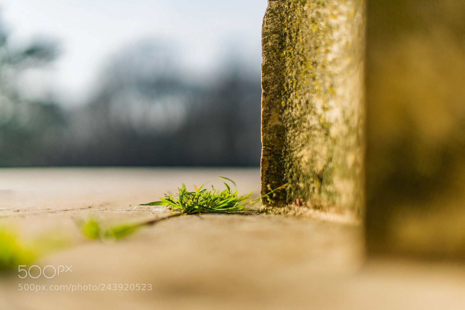 Sony a7 sample photo. Grass in winter 1 photography