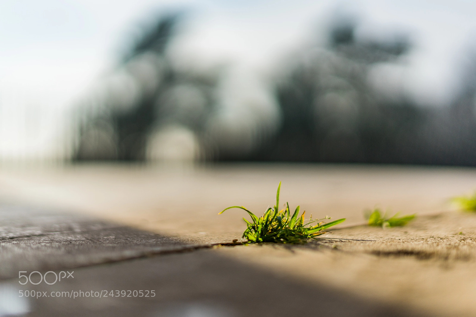 Sony a7 sample photo. Grass in winter 2 photography
