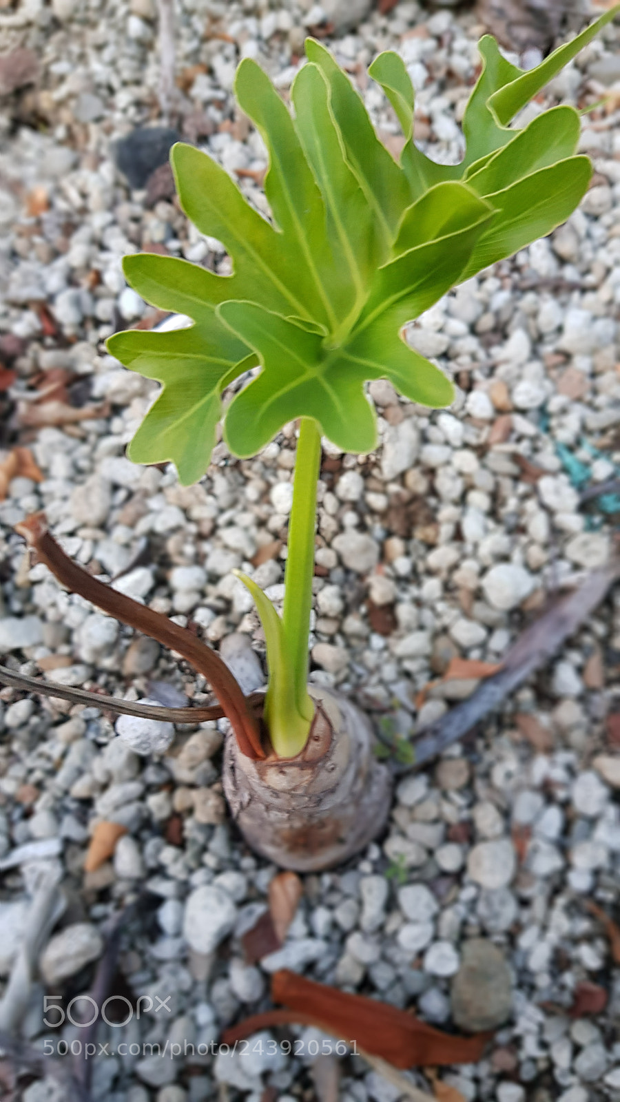 Samsung Galaxy S8 sample photo. Bigorsmall.jpg photography