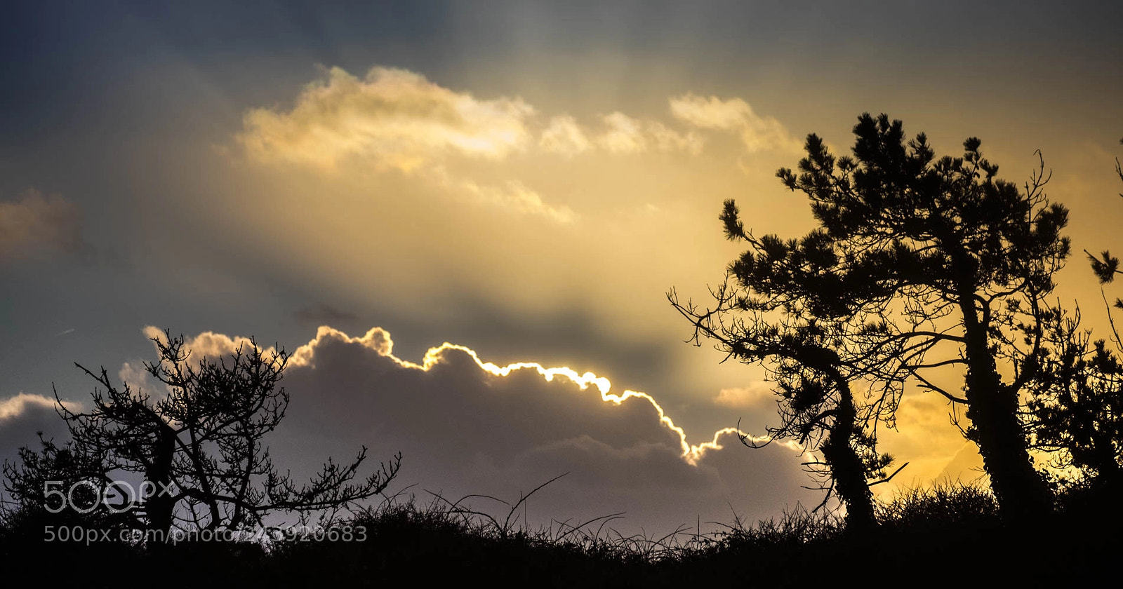 Fujifilm X-T1 sample photo. Sky trees photography