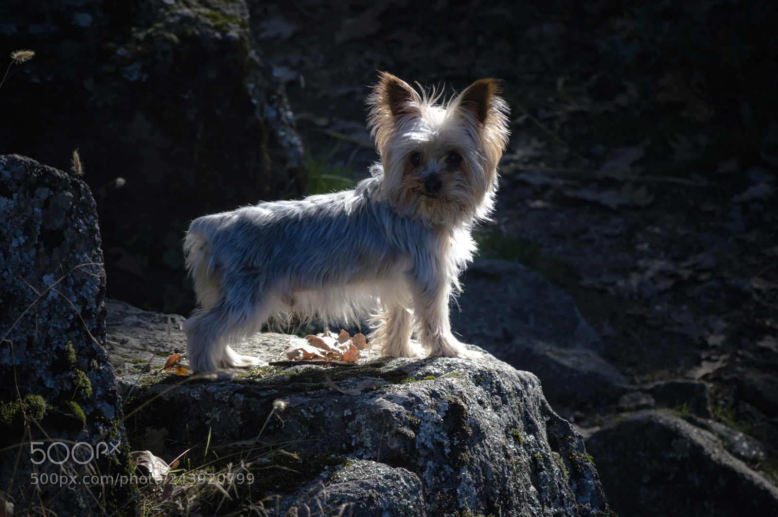 Nikon D3200 sample photo. Fotografia de animales photography