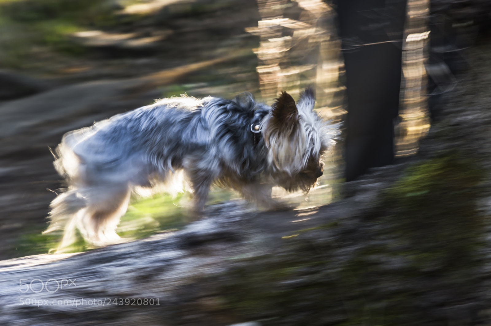 Nikon D3200 sample photo. Fotografia de animales photography