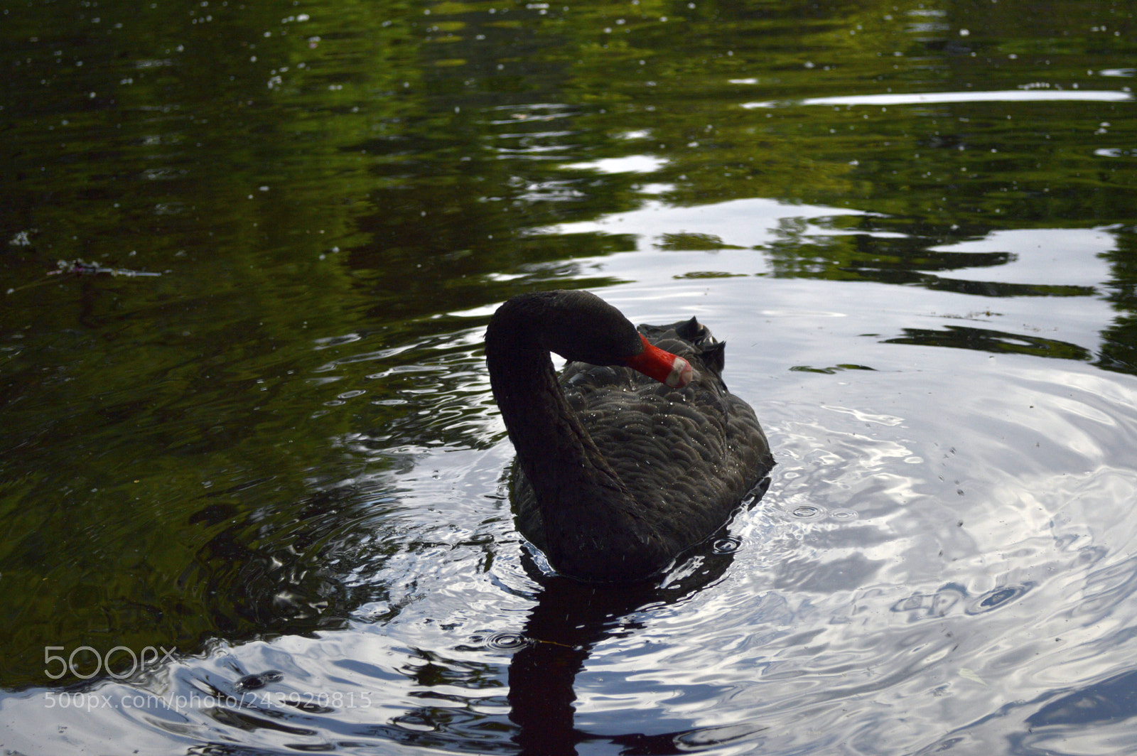 Nikon D3200 sample photo. Fotografia de animales photography