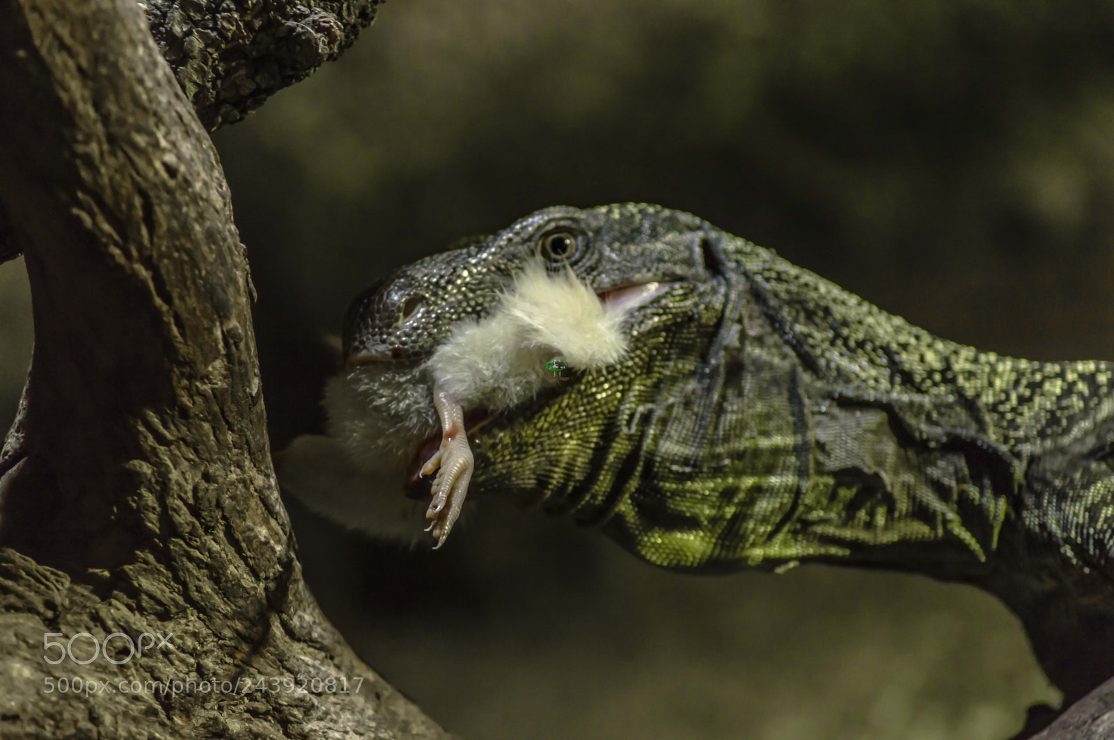 Nikon D3200 sample photo. Fotografia de animales photography