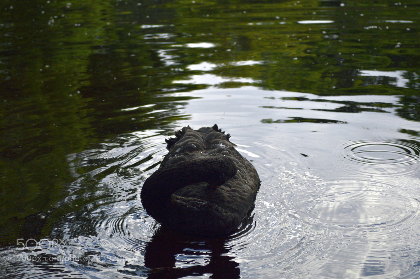 Nikon D3200 sample photo. Fotografia de animales photography