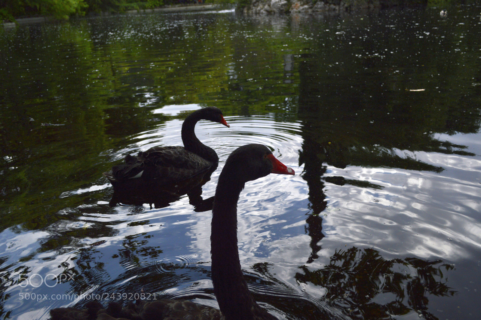 Nikon D3200 sample photo. Fotografia de animales photography