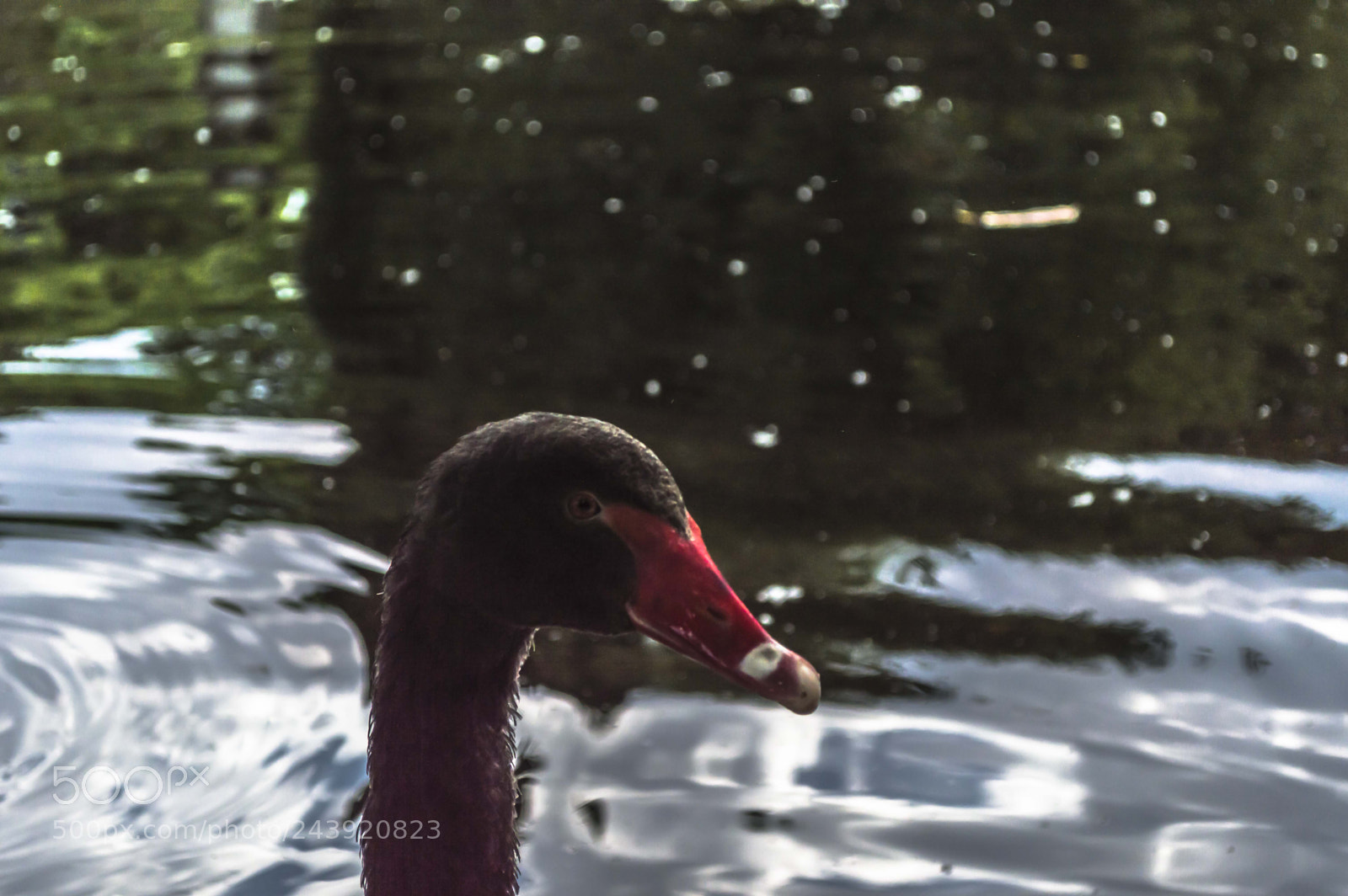 Nikon D3200 sample photo. Fotografia de animales photography