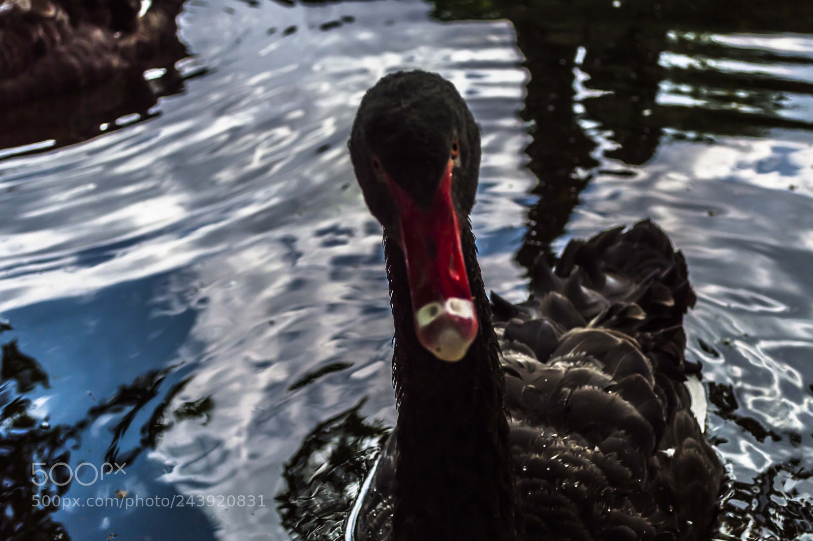 Nikon D3200 sample photo. Fotografia de animales photography
