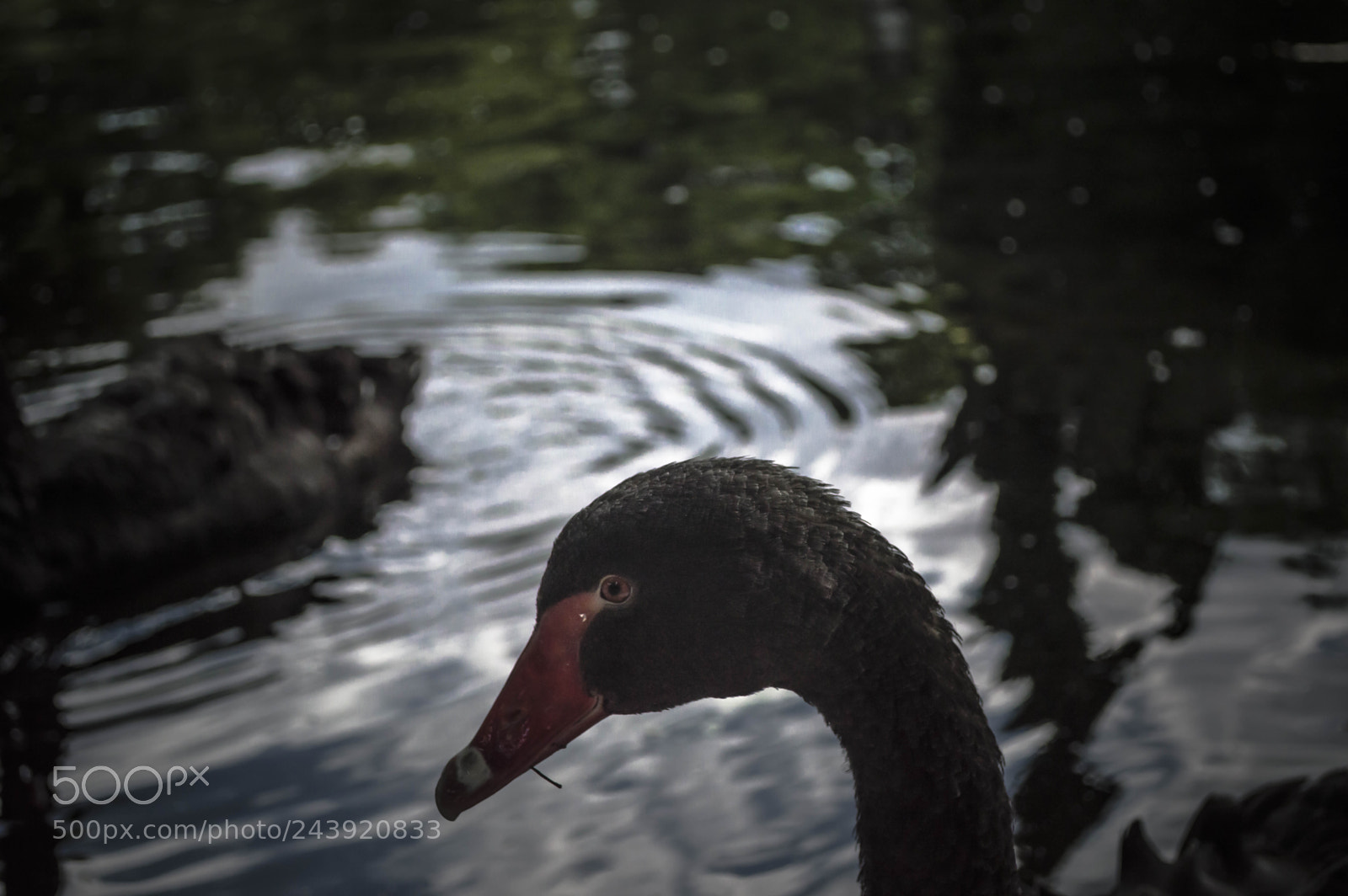 Nikon D3200 sample photo. Fotografia de animales photography