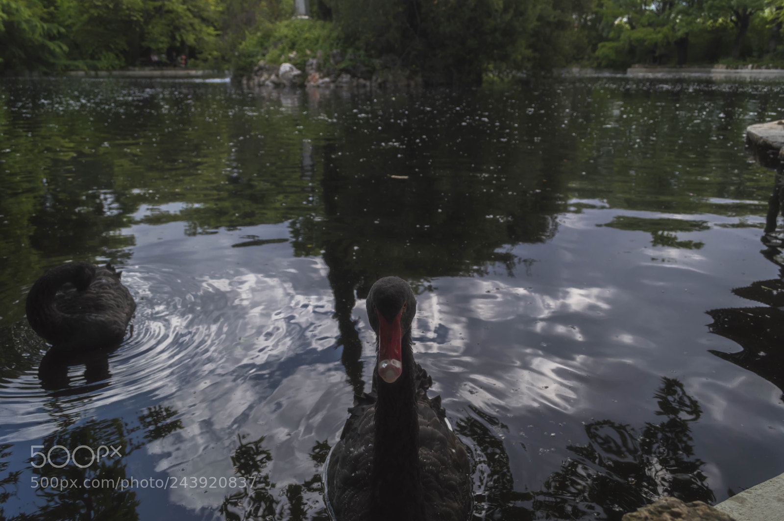 Nikon D3200 sample photo. Fotografia de animales photography