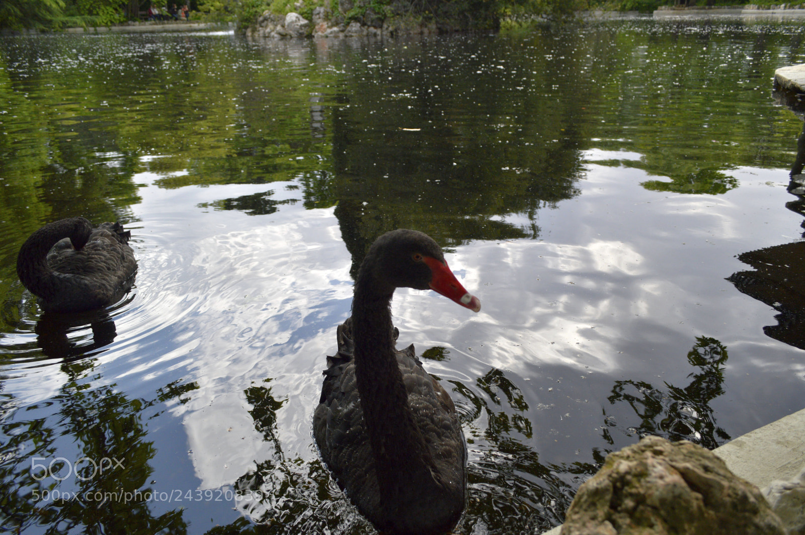 Nikon D3200 sample photo. Fotografia de animales photography