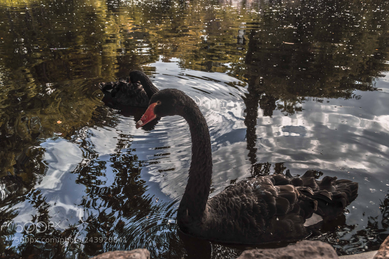Nikon D3200 sample photo. Fotografia de animales photography