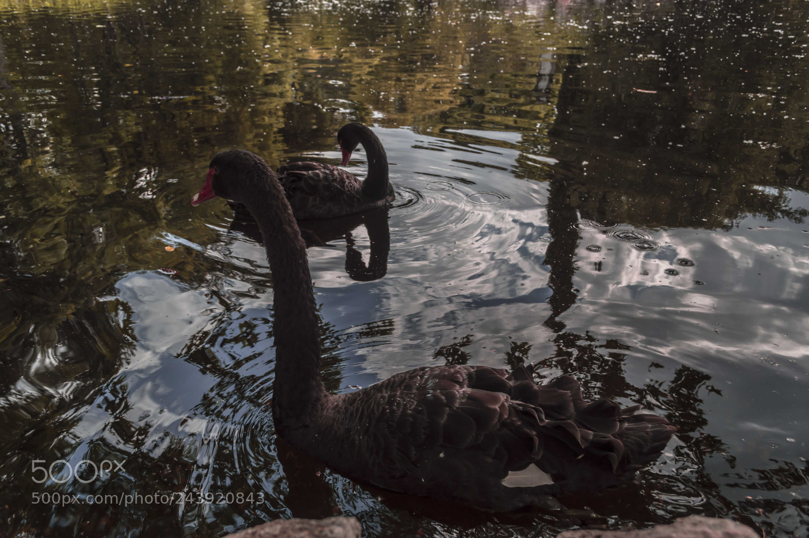 Nikon D3200 sample photo. Fotografia de animales photography