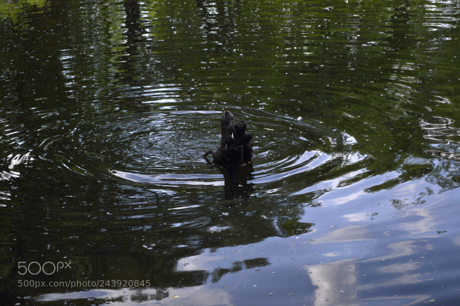 Nikon D3200 sample photo. Fotografia de animales photography