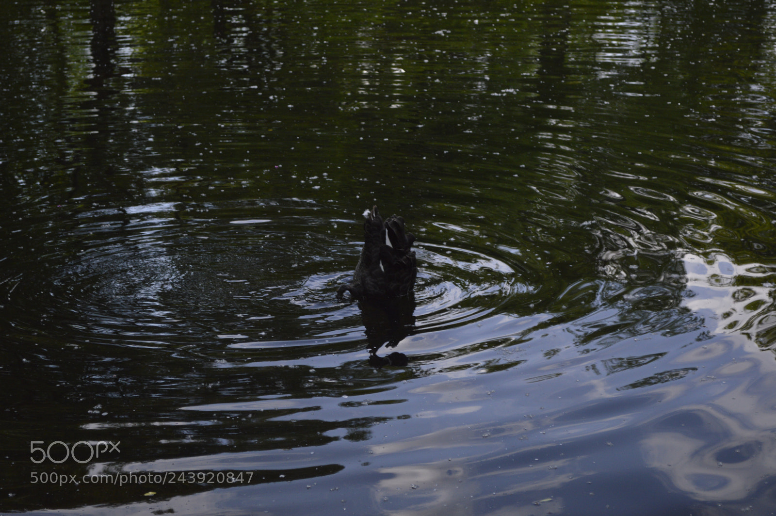 Nikon D3200 sample photo. Fotografia de animales photography
