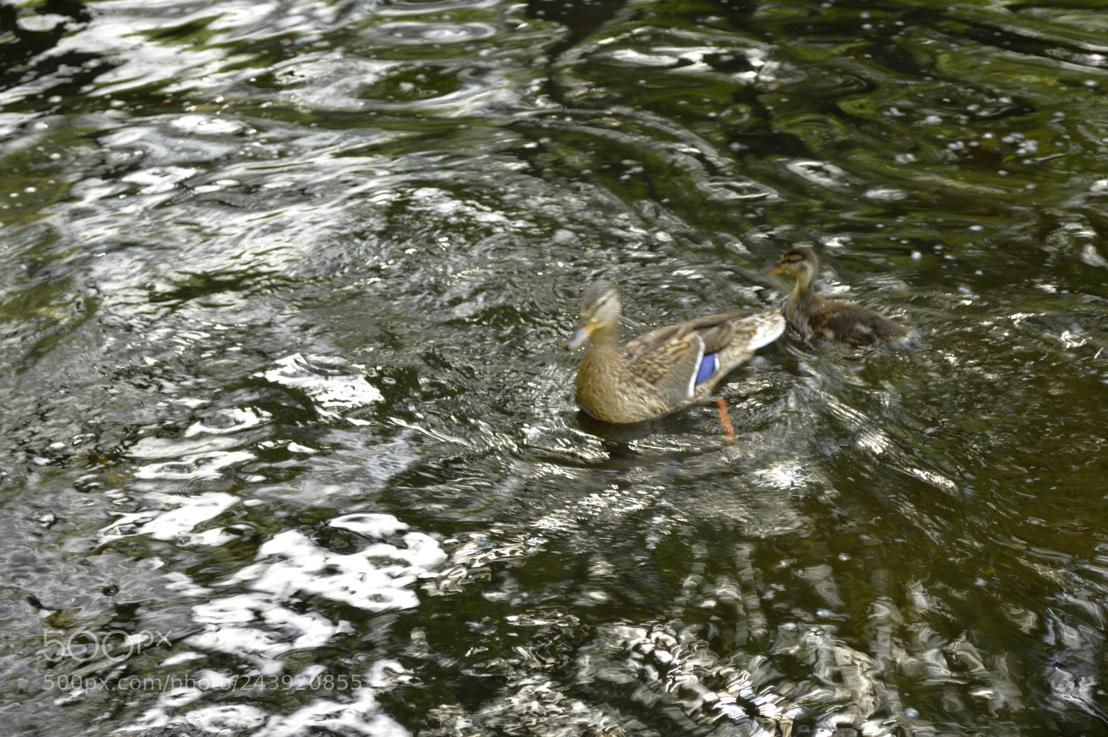 Nikon D3200 sample photo. Fotografia de animales photography