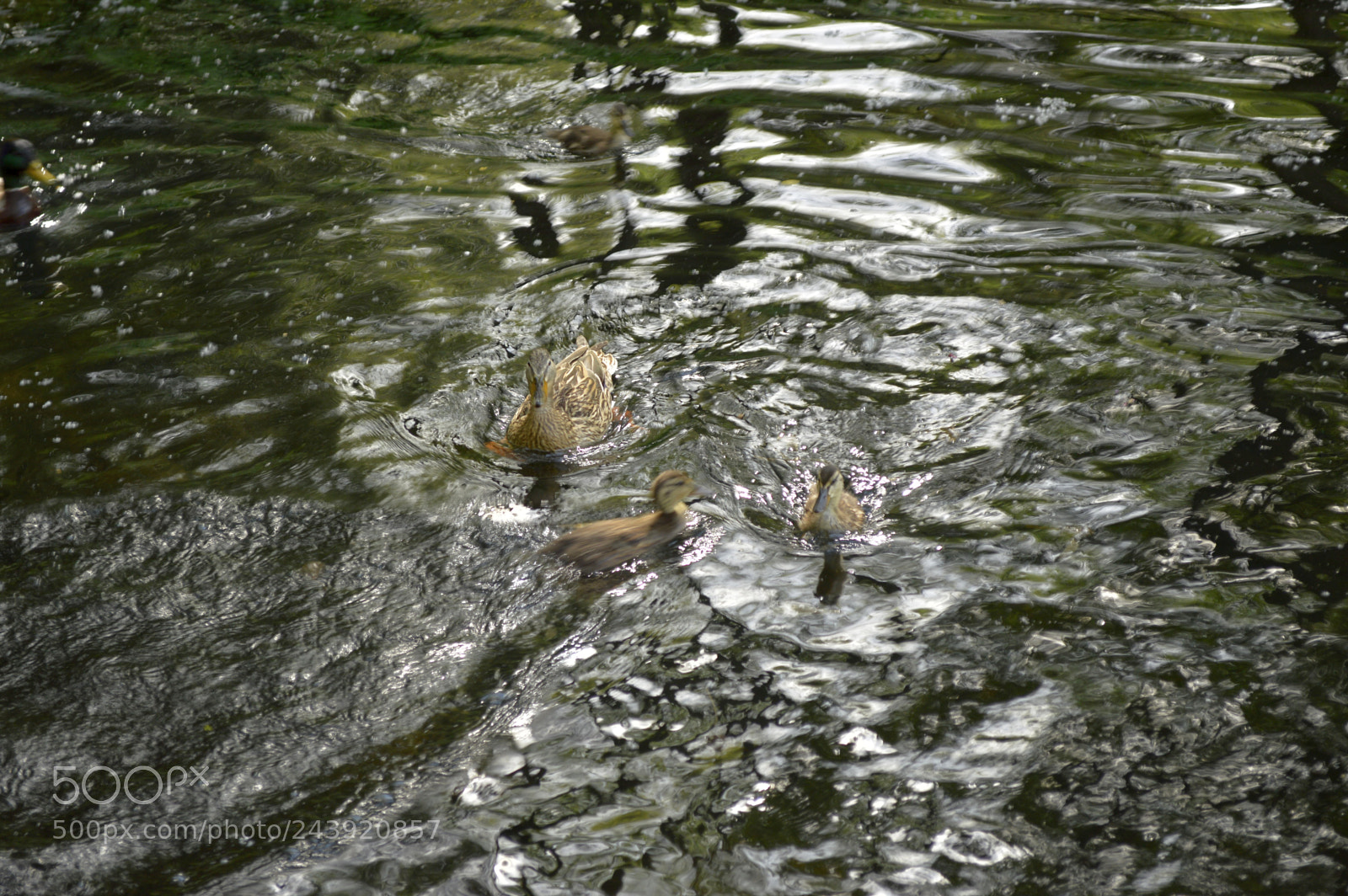 Nikon D3200 sample photo. Fotografia de animales photography