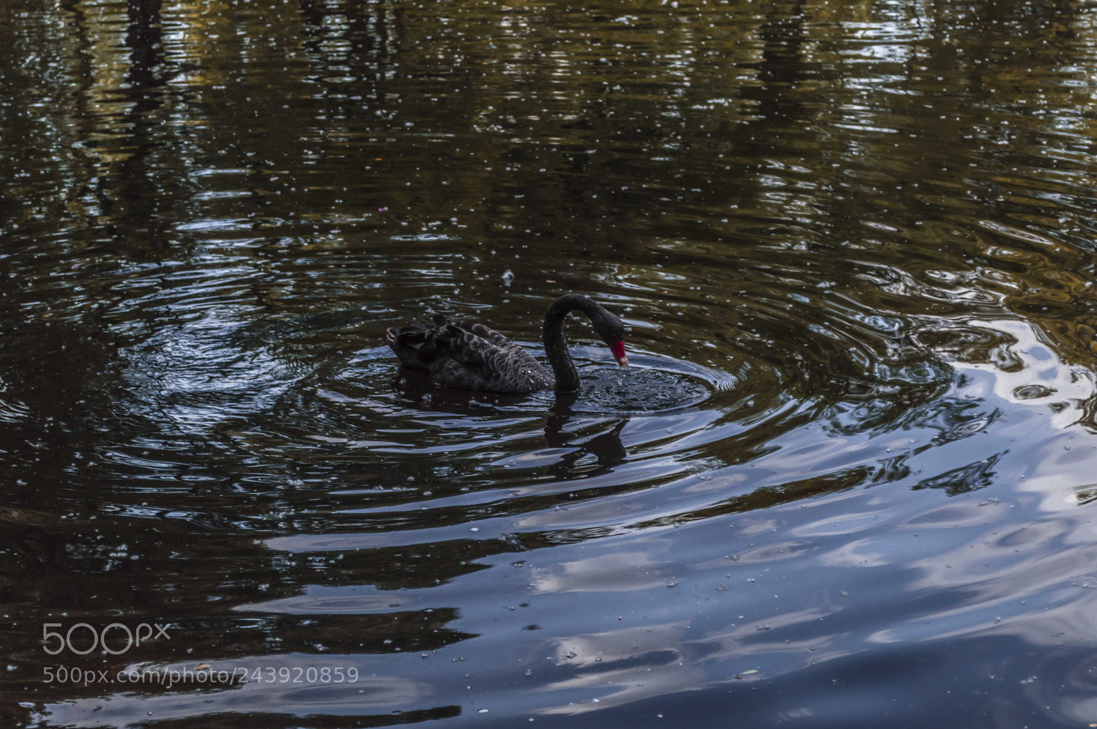 Nikon D3200 sample photo. Fotografia de animales photography