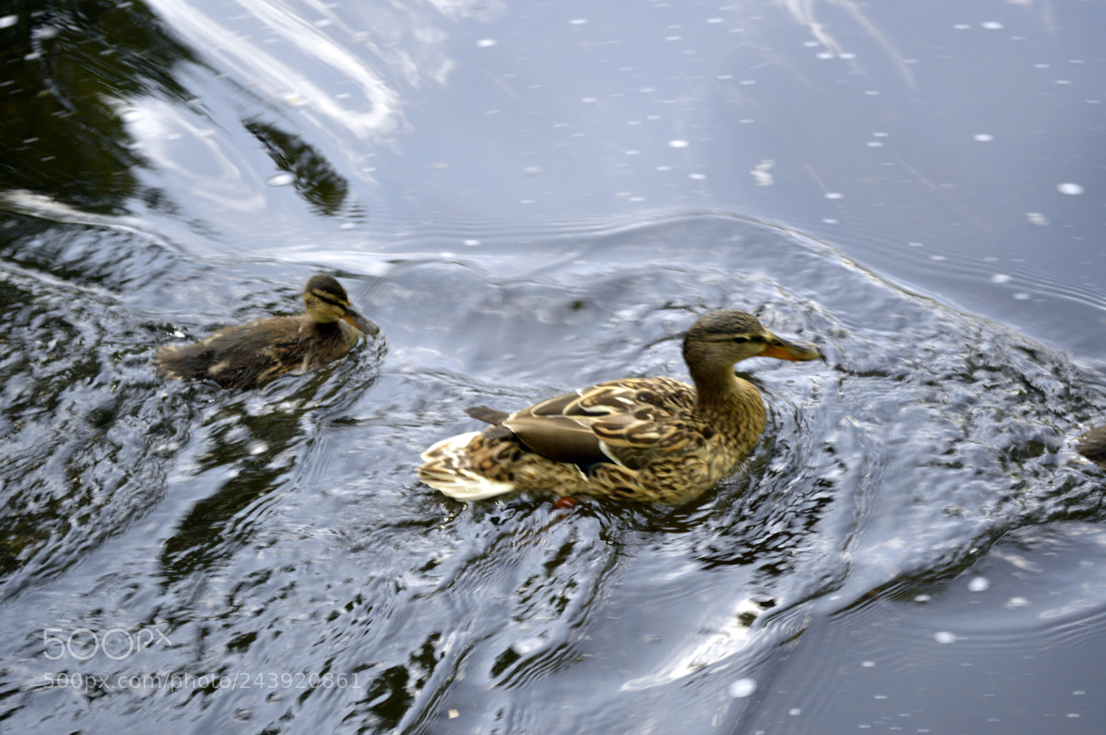 Nikon D3200 sample photo. Fotografia de animales photography