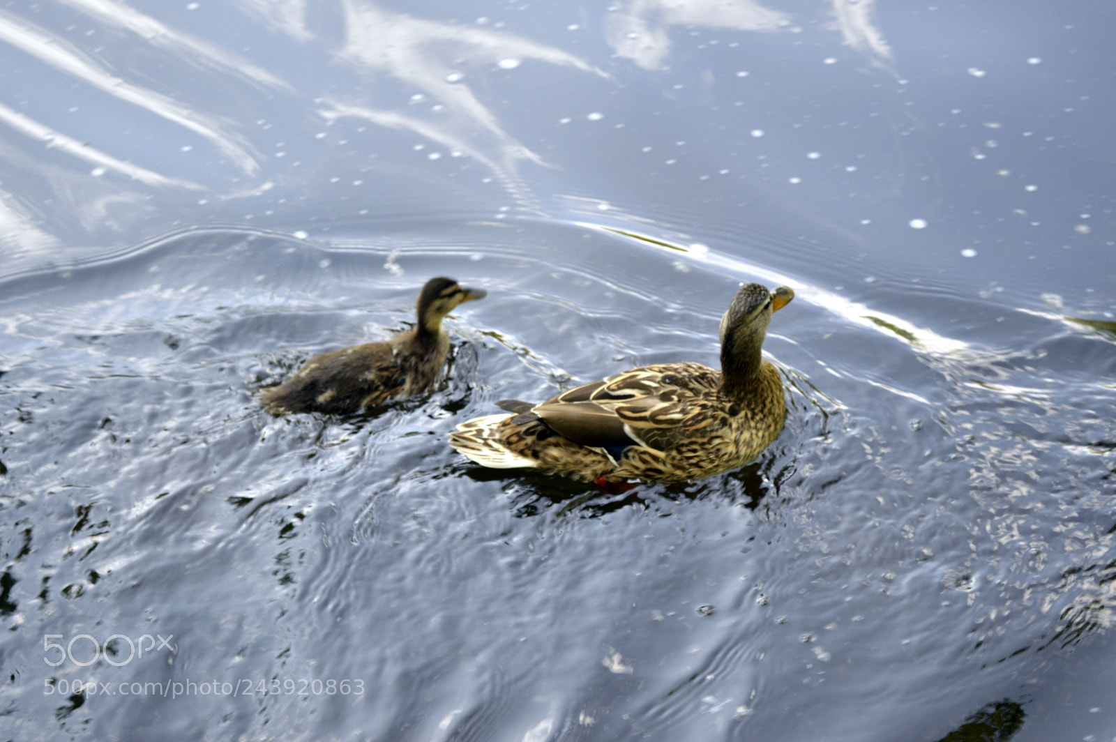 Nikon D3200 sample photo. Fotografia de animales photography