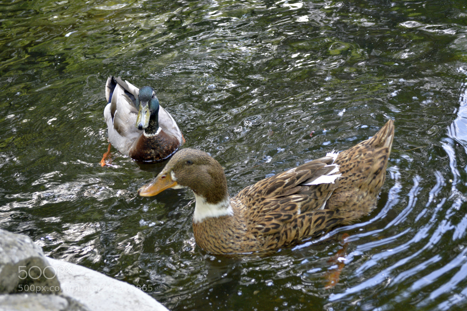 Nikon D3200 sample photo. Fotografia de animales photography