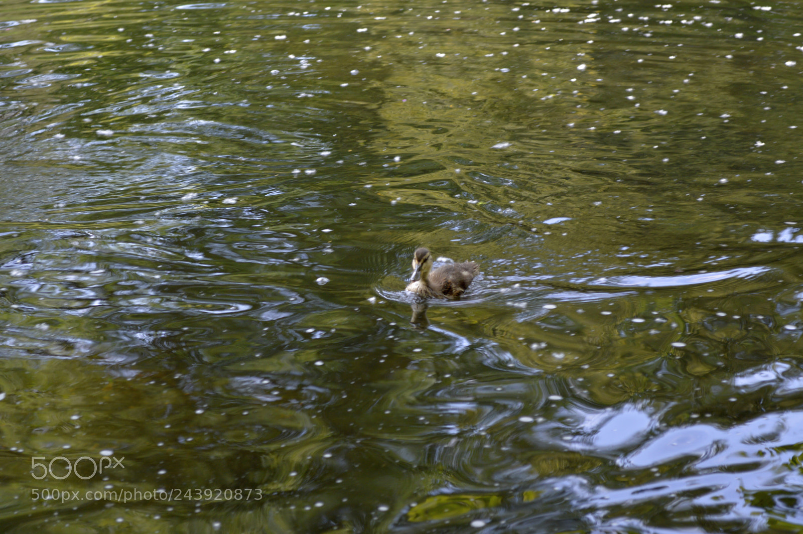 Nikon D3200 sample photo. Fotografia de animales photography