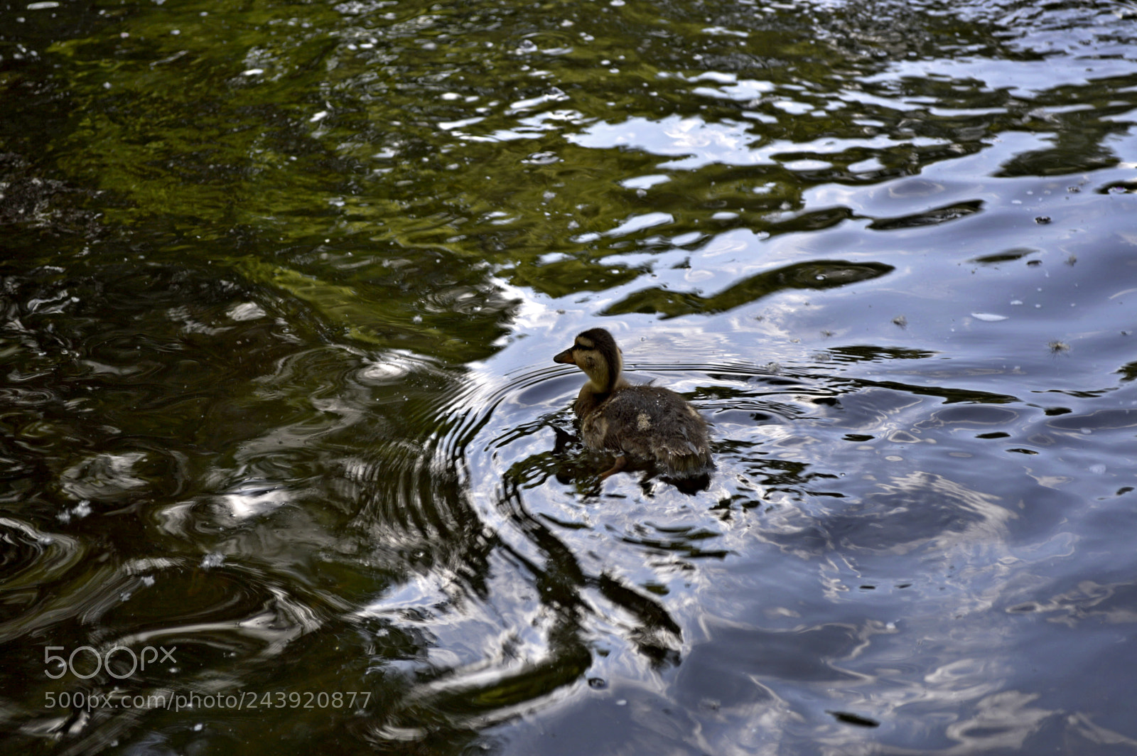 Nikon D3200 sample photo. Fotografia de animales photography
