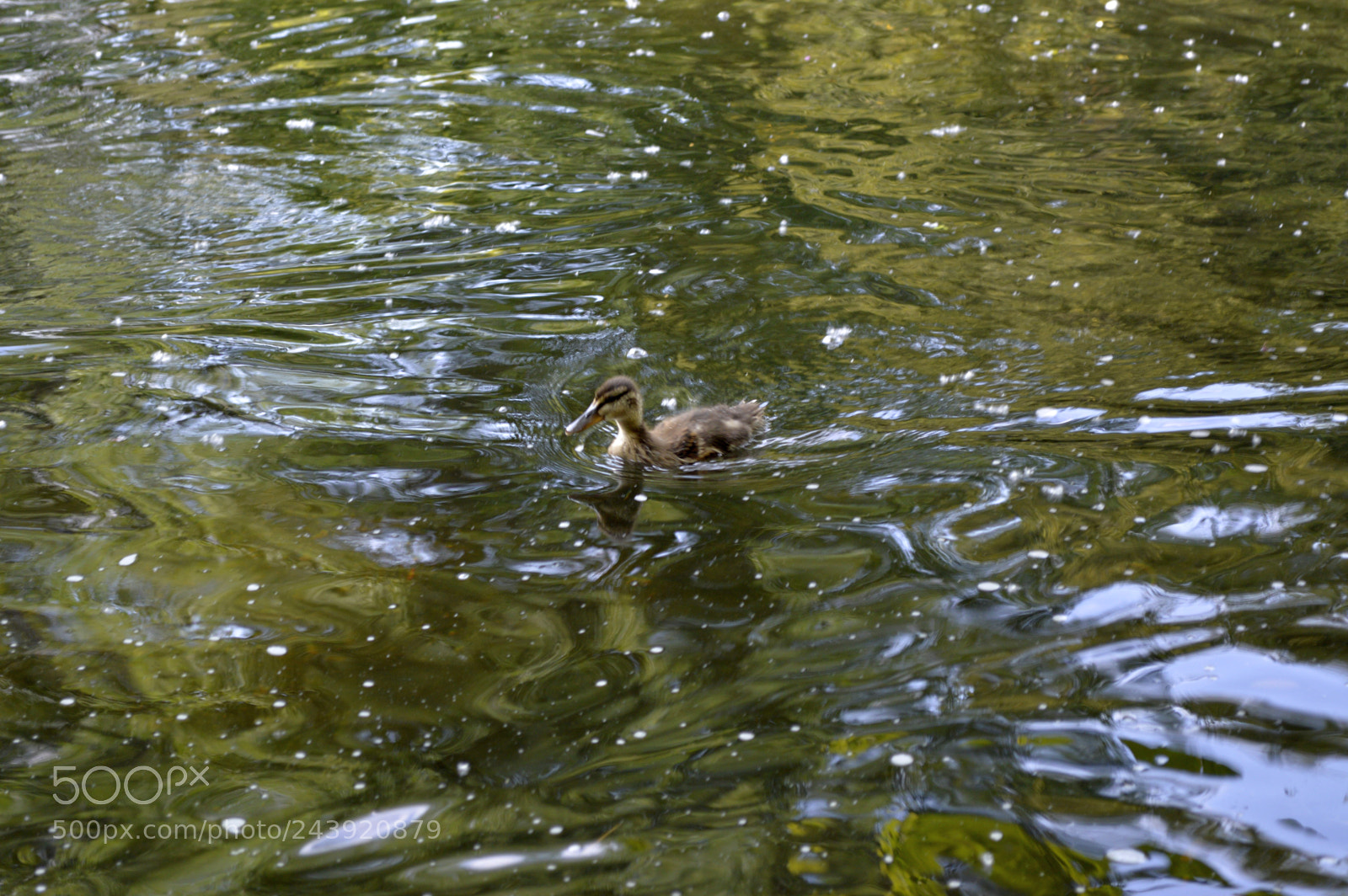 Nikon D3200 sample photo. Fotografia de animales photography