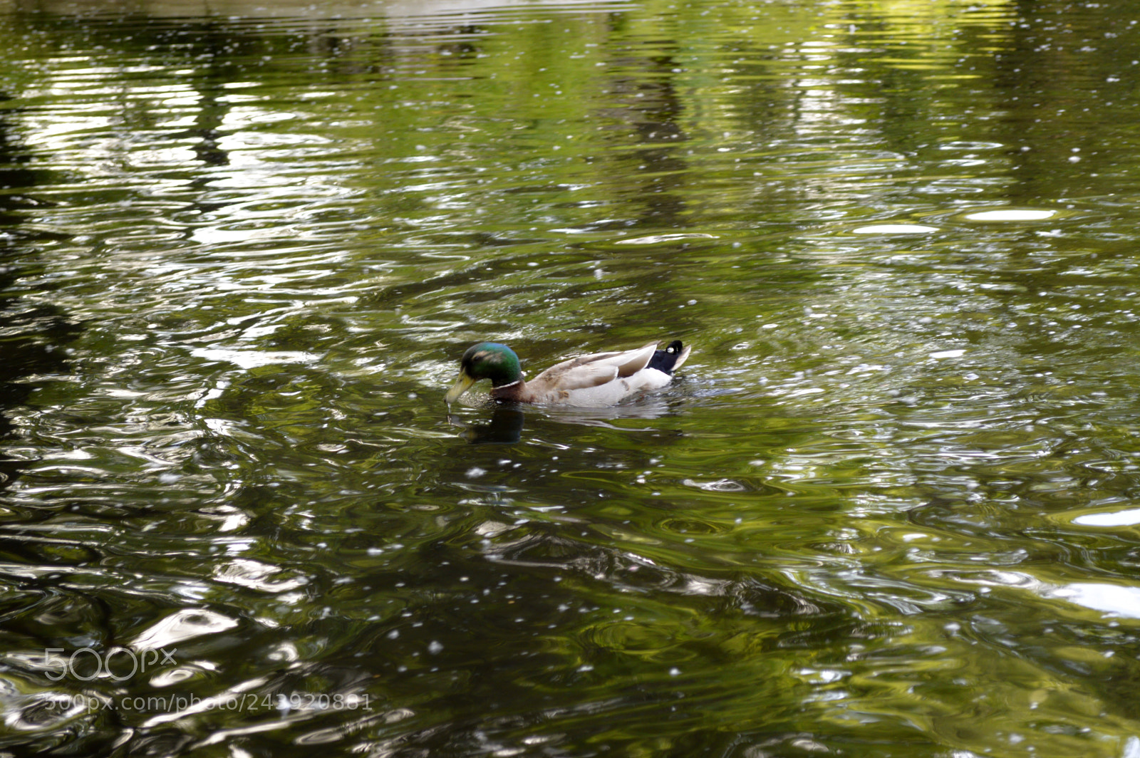 Nikon D3200 sample photo. Fotografia de animales photography