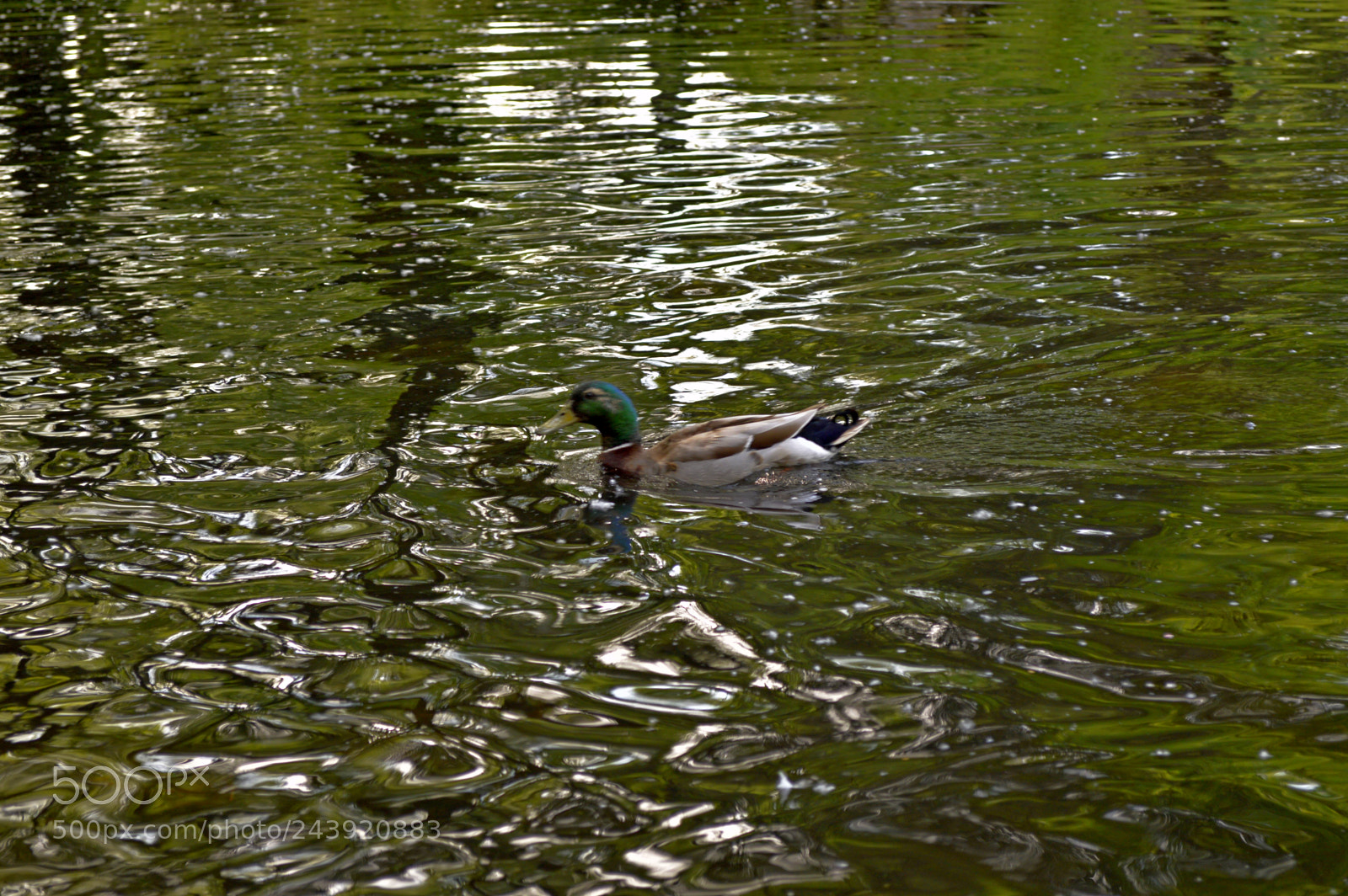 Nikon D3200 sample photo. Fotografia de animales photography