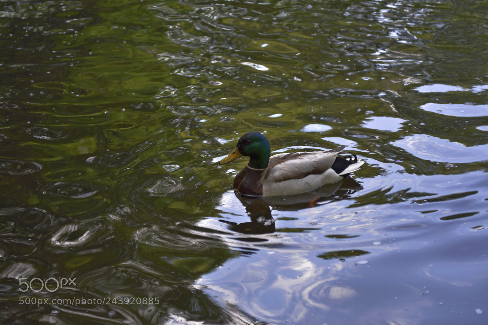 Nikon D3200 sample photo. Fotografia de animales photography