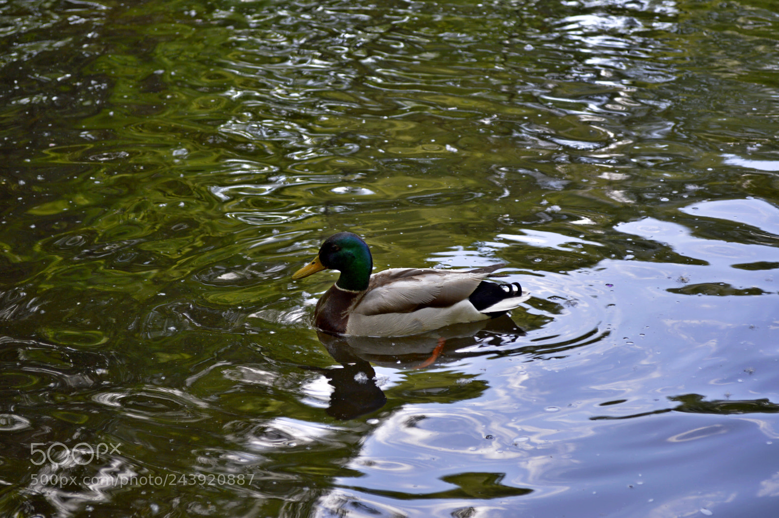 Nikon D3200 sample photo. Fotografia de animales photography