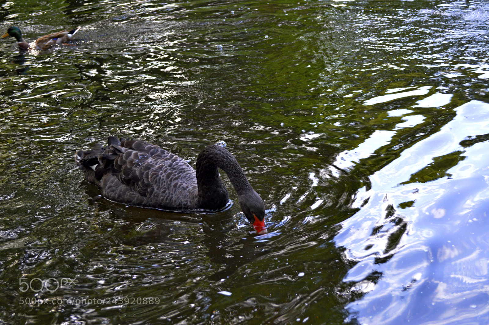 Nikon D3200 sample photo. Fotografia de animales photography