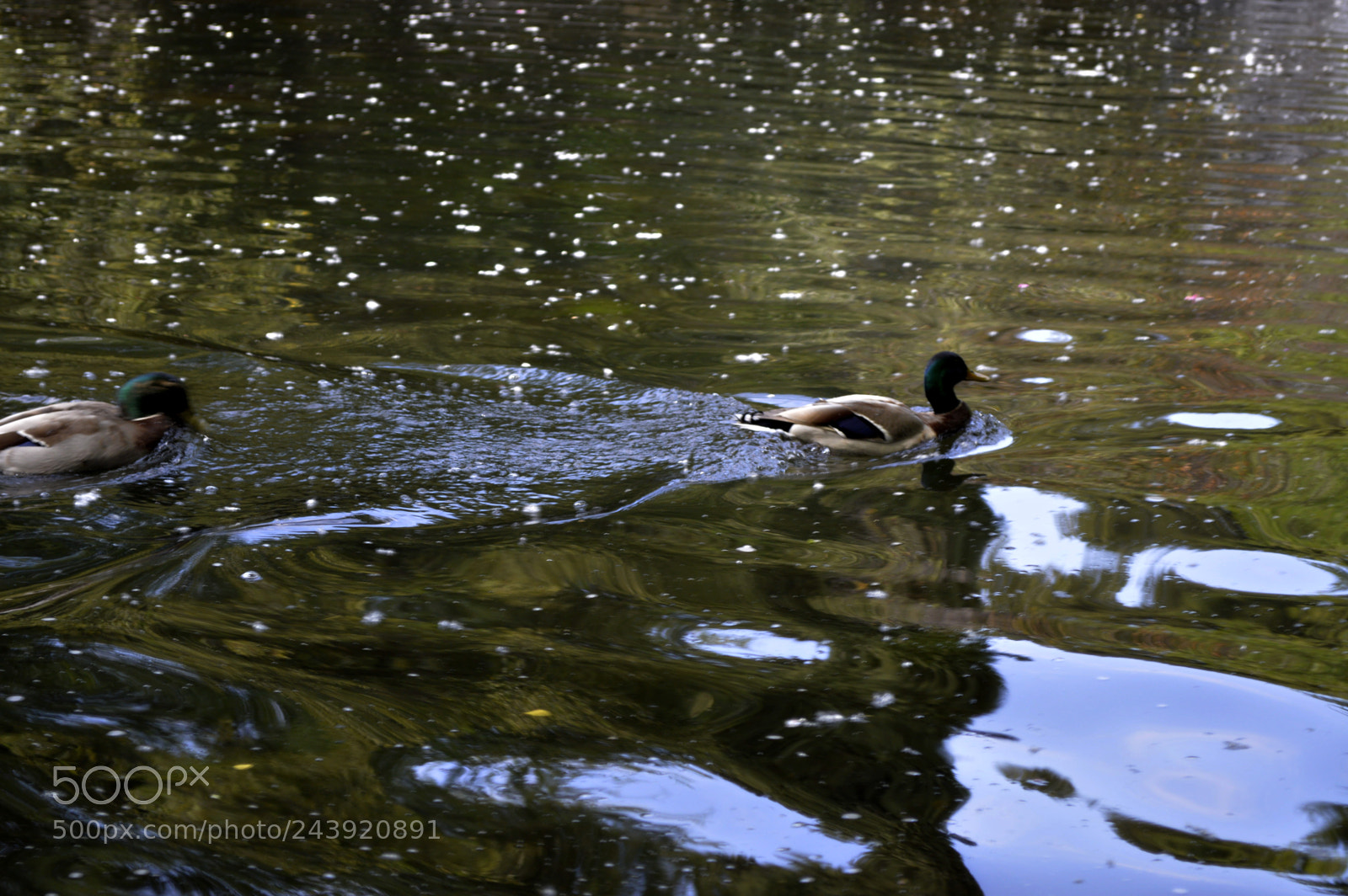Nikon D3200 sample photo. Fotografia de animales photography