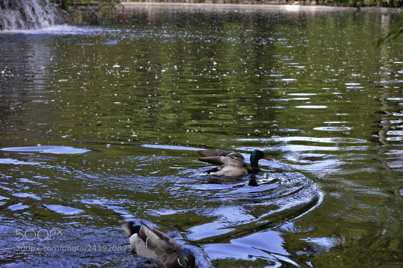 Nikon D3200 sample photo. Fotografia de animales photography