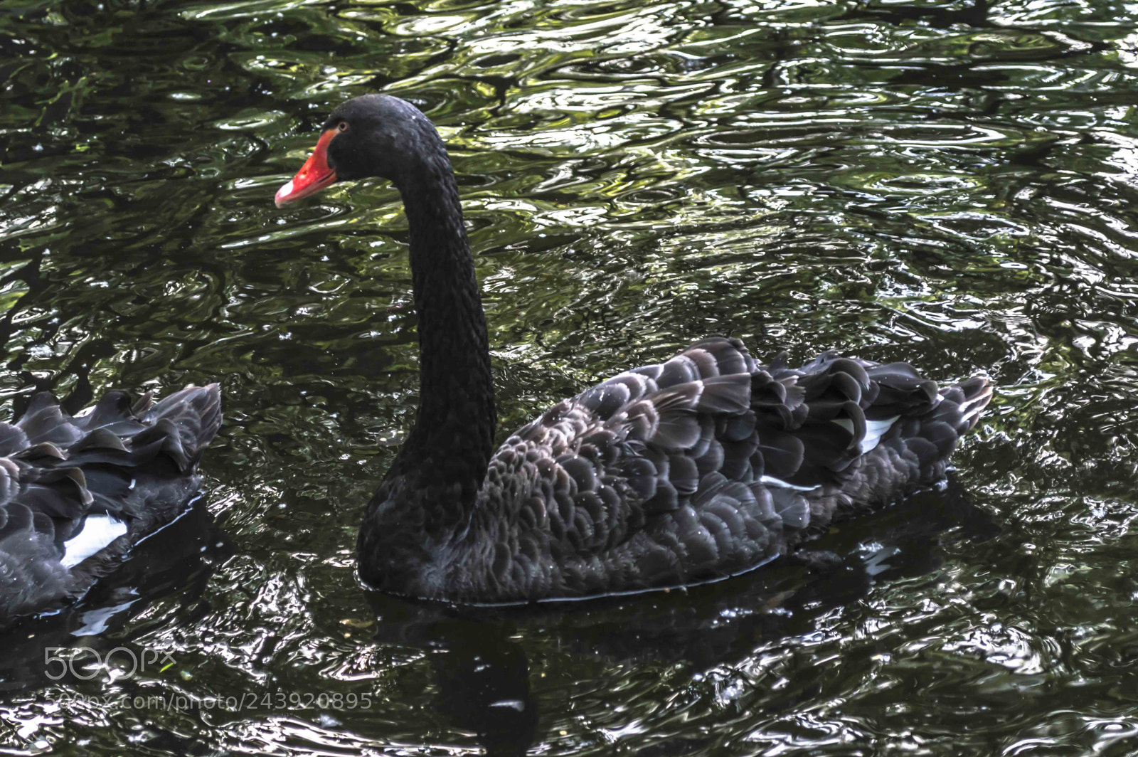 Nikon D3200 sample photo. Fotografia de animales photography