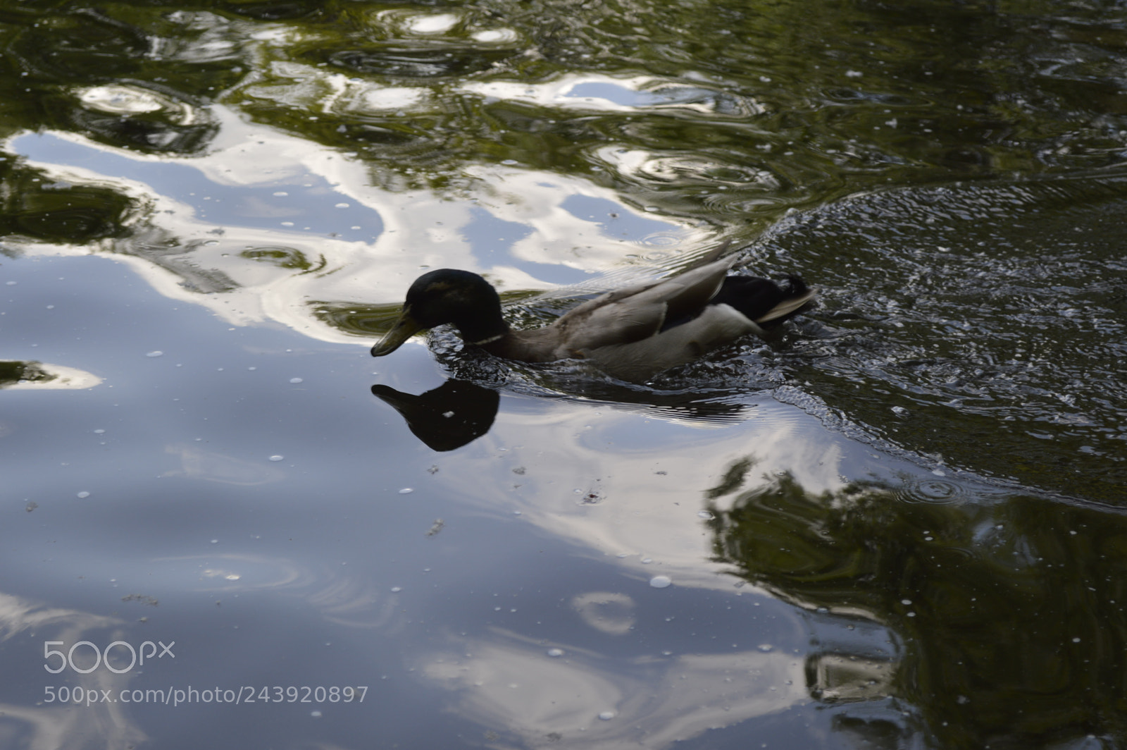 Nikon D3200 sample photo. Fotografia de animales photography