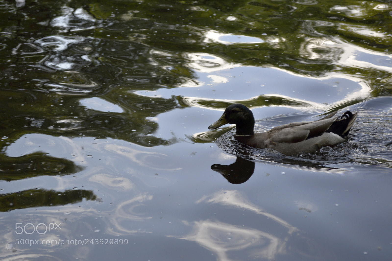 Nikon D3200 sample photo. Fotografia de animales photography
