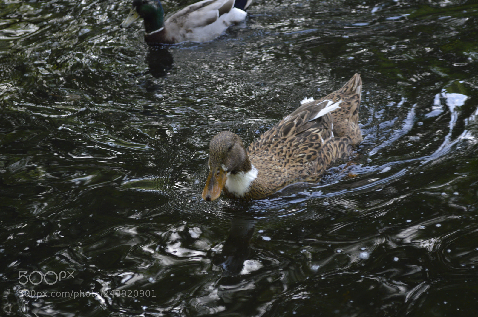 Nikon D3200 sample photo. Fotografia de animales photography