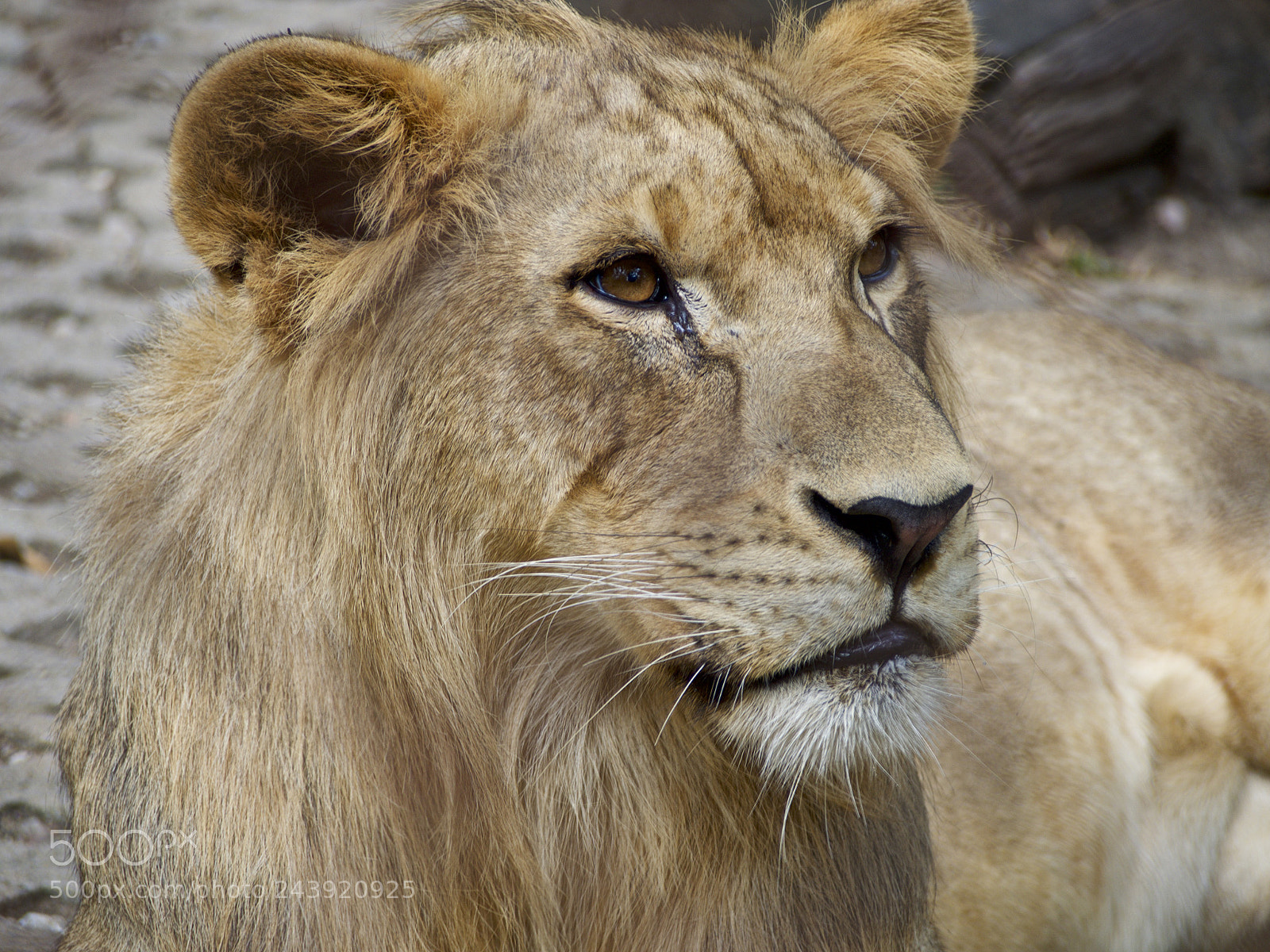 Olympus OM-D E-M5 sample photo. Thinker photography