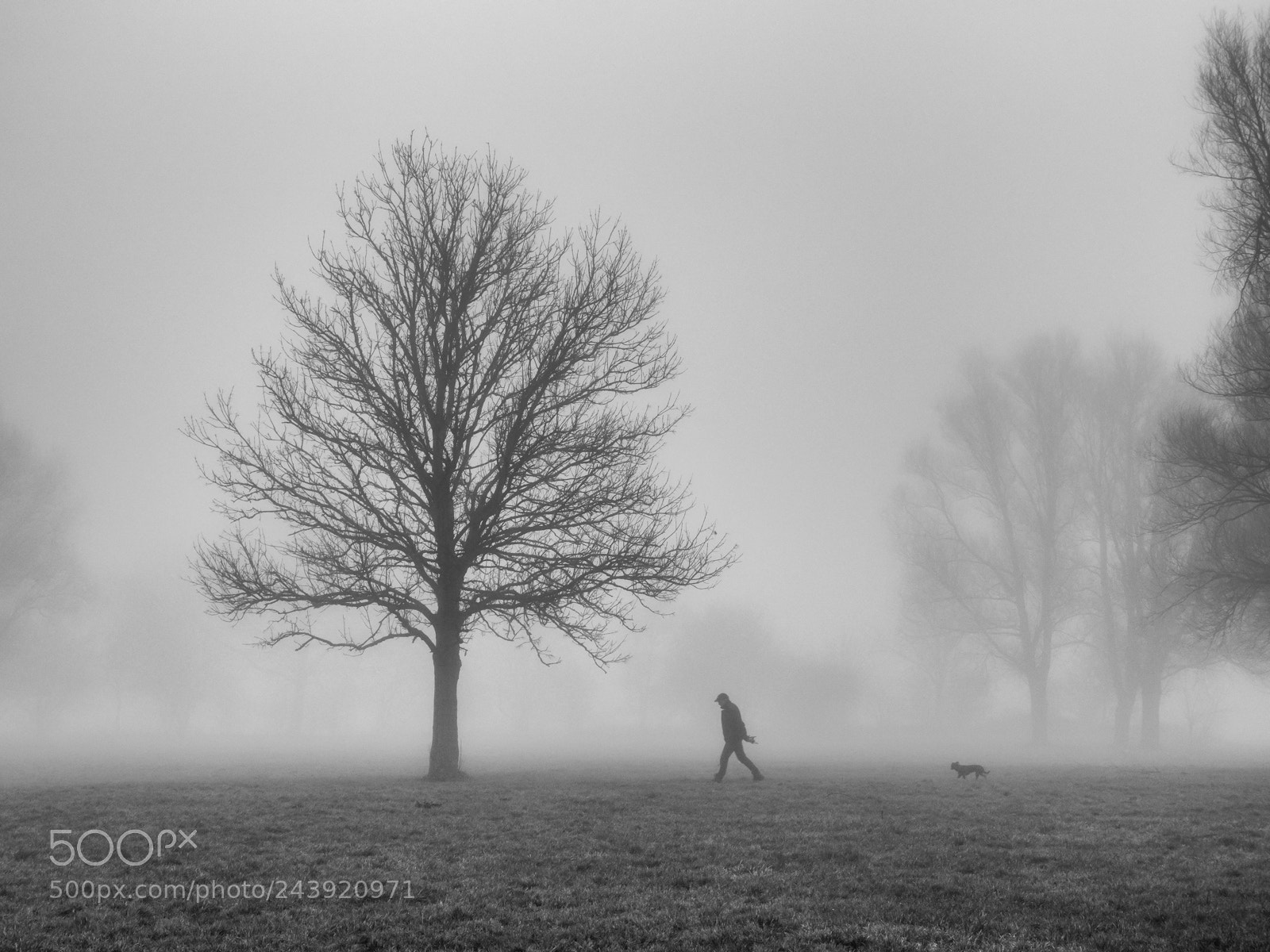 Panasonic Lumix DMC-GX8 sample photo. Foggy walk photography
