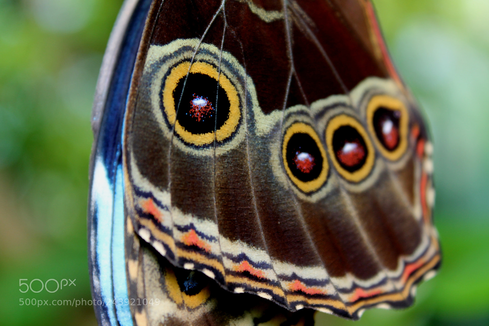 Canon EOS 1100D (EOS Rebel T3 / EOS Kiss X50) sample photo. Morpho colors photography