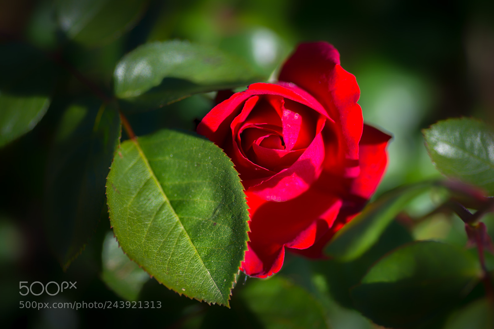 Nikon D800 sample photo. Bright photography
